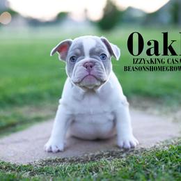OAKLEY 5000 - Tricolors male French Bulldog puppy in Blue Ridge, Texas from Beason’s HomeGrown Frenchies