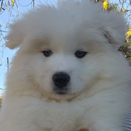 Samoyed Puppies from Happy Valley Sammies