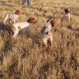 Brittanys from K Nine Birddog Brittanys