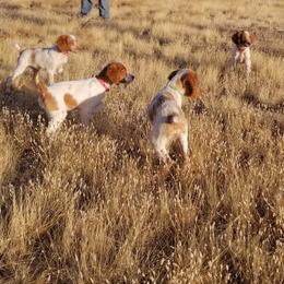 Brittanys from K Nine Birddog Brittanys