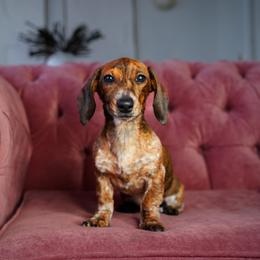Gamora - Piebald female Dachshund puppy in Temecula, California from Naomi Magee's Dachshund Kennel