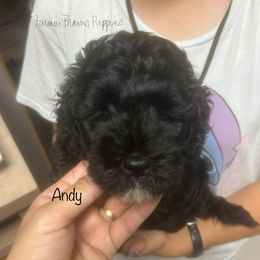 Andy - Black and tan male Schnoodle puppy in Sedalia, Missouri from Farmer Brown's Puppies