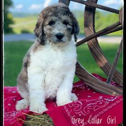Aussiedoodle and Australian Shepherd Puppies from Dunroamin Farms Australian Shepherds and Aussiedoodles