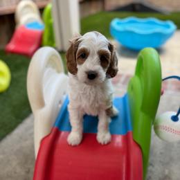 Havarti - Cream male Australian Labradoodle puppy in Orange, California from Little Kingdom Doodles