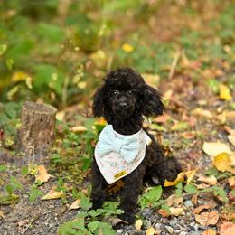 Cavapoo, Cockapoo, and Poodle Puppies from Heavenly Puppies to Love