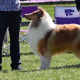 Collie Puppies from Creekwood Collies