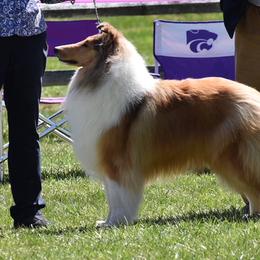 Collie Puppies from Creekwood Collies
