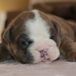 Meatball - Red brindle and white male Bulldog puppy in Winnsboro, Texas from JP Ranch Bulldogs