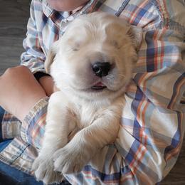 Blue male - Golden male Golden Retriever puppy in Meeteetse, Wyoming from Greybull River Goldens