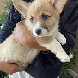 Stanley - Sable male Pembroke Welsh Corgi puppy in Urbana, Ohio from Edgewood Farm and Kennel