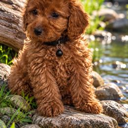 Boy 2 - Red  male Goldendoodle puppy in Sacramento, California from Golden doodles  Lovers
