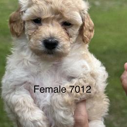 Blanche - Apricot female Goldendoodle puppy in Arcadia, Florida from KnuDawn Goldendoodles