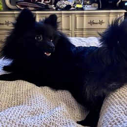 Maggie - Pomeranian