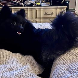Maggie - Pomeranian