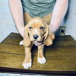 Zoe - Mahogany and white female Basset Hound puppy in Tollesboro, Kentucky from Low and Slow Bassets