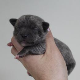 Blue - Blue male Chihuahua puppy in Willamina, Oregon from Cherished Chihuahuas