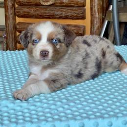 Rowan - Red merle male Australian Shepherd puppy in Howardsville, Virginia from Spectacular Aussies and Cavaliers