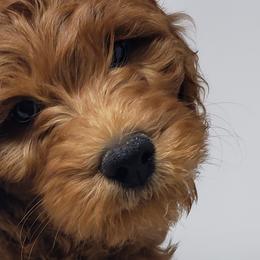 Goldendoodles and Labradoodles from Must Love Doodles