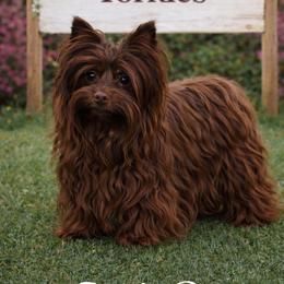 Zayda - Yorkshire Terrier