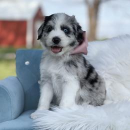 Skye - Blue merle female Bordoodle puppy in Conway, Missouri from 2J 2K Bordoodles
