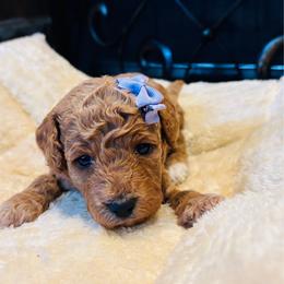 Cera - Brown female Cockapoo puppy in Kingfisher, Oklahoma from Perdue Puppies