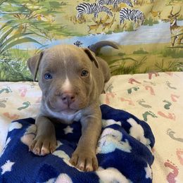 Zeno - American Bully puppy in Springhill, Florida from War Hammer Bullies