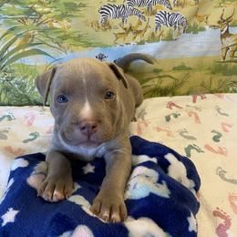 Zeno - American Bully puppy in Springhill, Florida from War Hammer Bullies