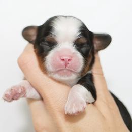 Red - Tri-color male Cavalier King Charles Spaniel puppy in Flagstaff, Arizona from Cadelia Cavalier King Charles Spaniels