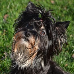 Raven - Yorkshire Terrier