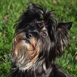 Raven - Yorkshire Terrier