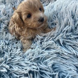 Simba - Red male Maltipoo puppy in Oklahoma City, Oklahoma from Red Okie Poos