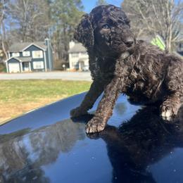 Dakota - Cafe au lait male Poodle puppy in Atlanta, Georgia from Syren House Doodles & Poodles