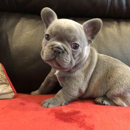 French Bulldog Puppies from Roughneck Frenchies