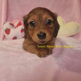 Molly - Red female Dachshund puppy in Pinson, Alabama from Alondra Boudreaux