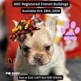 Bernadette - Cream female French Bulldog puppy in Michigan from Fur Baby Farms