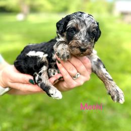 Mochi - Merle female Bernedoodle puppy in Midland, Michigan from Northern Charm Farm