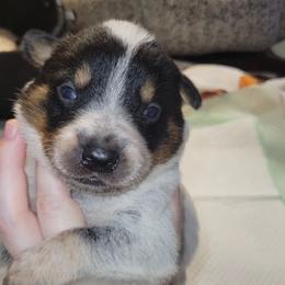 Hades - Blue male Australian Cattle Dog puppy in Colbert, Oklahoma from LoveAHeeler