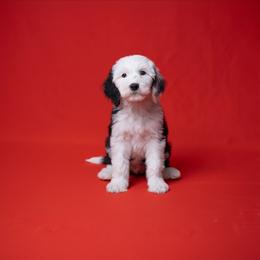 Delilah - Black and white female Sheepadoodle puppy in Los Angeles, California from Exquisite Doodles