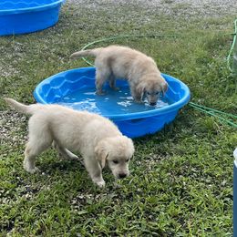 Golden Retriever Puppies from Mia Ragazza Golden Retrievers
