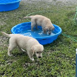 Golden Retriever Puppies from Mia Ragazza Golden Retrievers