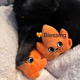 Blessing - Black and silver female Shiloh Shepherd puppy in Jackson, Wisconsin from Edelweiss Shiloh Shepherds