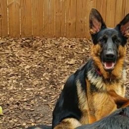 Harry - Black and tan German Shepherd puppy in Clifton, Virginia from Von Haus Wisen Baker German Shepherds