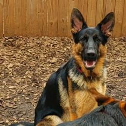 Harry - Black and tan German Shepherd puppy in Clifton, Virginia from Von Haus Wisen Baker German Shepherds