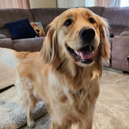 Whinnie - Golden Retriever