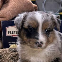 Australian Shepherds from Luna's Australian Shepherd