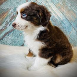 Rex - male Miniature Australian Shepherd puppy in Opelika, Alabama from Haden’s Mini Aussies