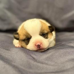 Ladybug - Sable female Pembroke Welsh Corgi puppy in Arcanum, Ohio from Weissway Corgis