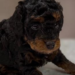 Poodle Puppies from KC Poodles of PA