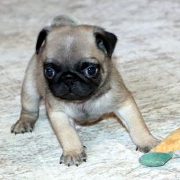 Ziggy - Fawn male Pug puppy in Winnsboro, Texas from Southern pugs