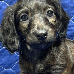 Gretchen - Brindle female Dachshund puppy in Jordan, Arkansas from Lakeshore Dachshunds